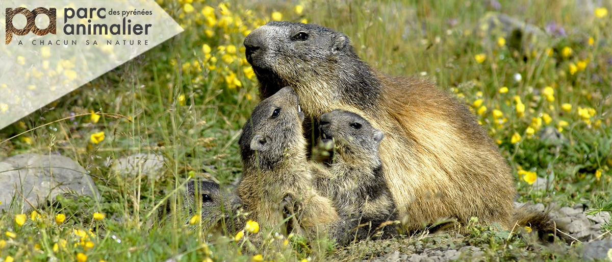 Parc animalier des Pyrénées (E-billets)