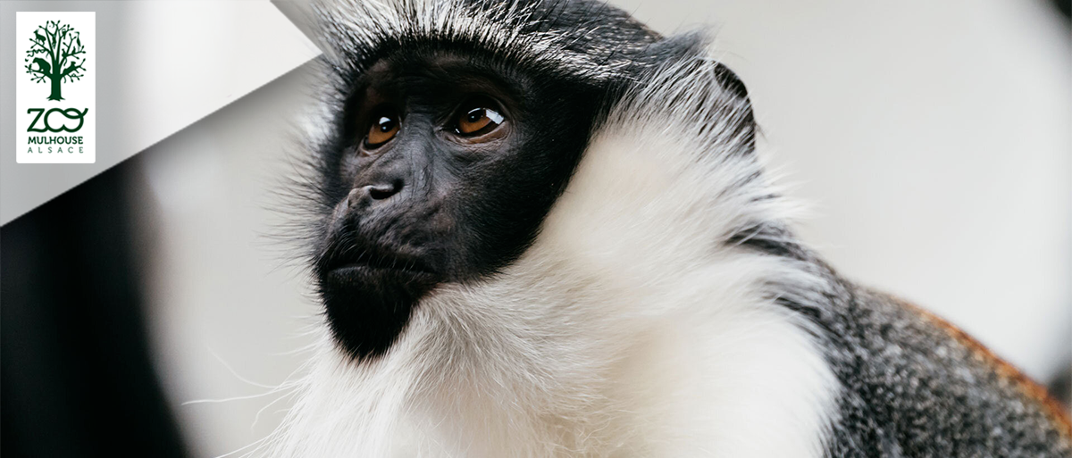 Parc Zoologique & Botanique de Mulhouse