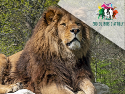 Zoo du bois d'Attilly (E-billets)